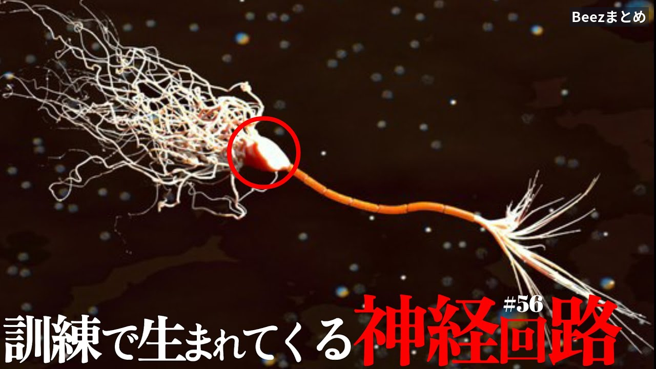 上達が遅いのは才能のせいじゃない。脳の回路を育てる練習の組み立て方