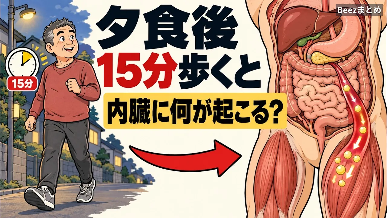 夕食後の15分、ソファか散歩かで内臓に起きる違い