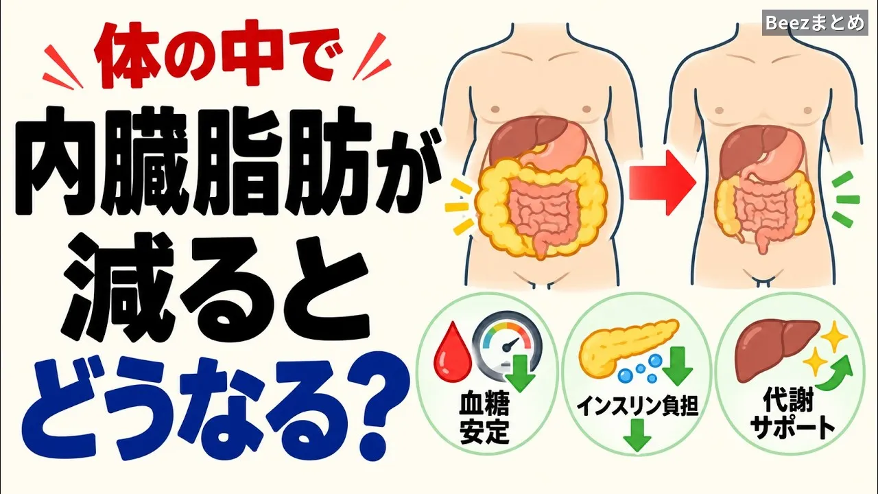 鏡に映らない内臓脂肪が減り始めたとき、体の中で起きている静かな変化