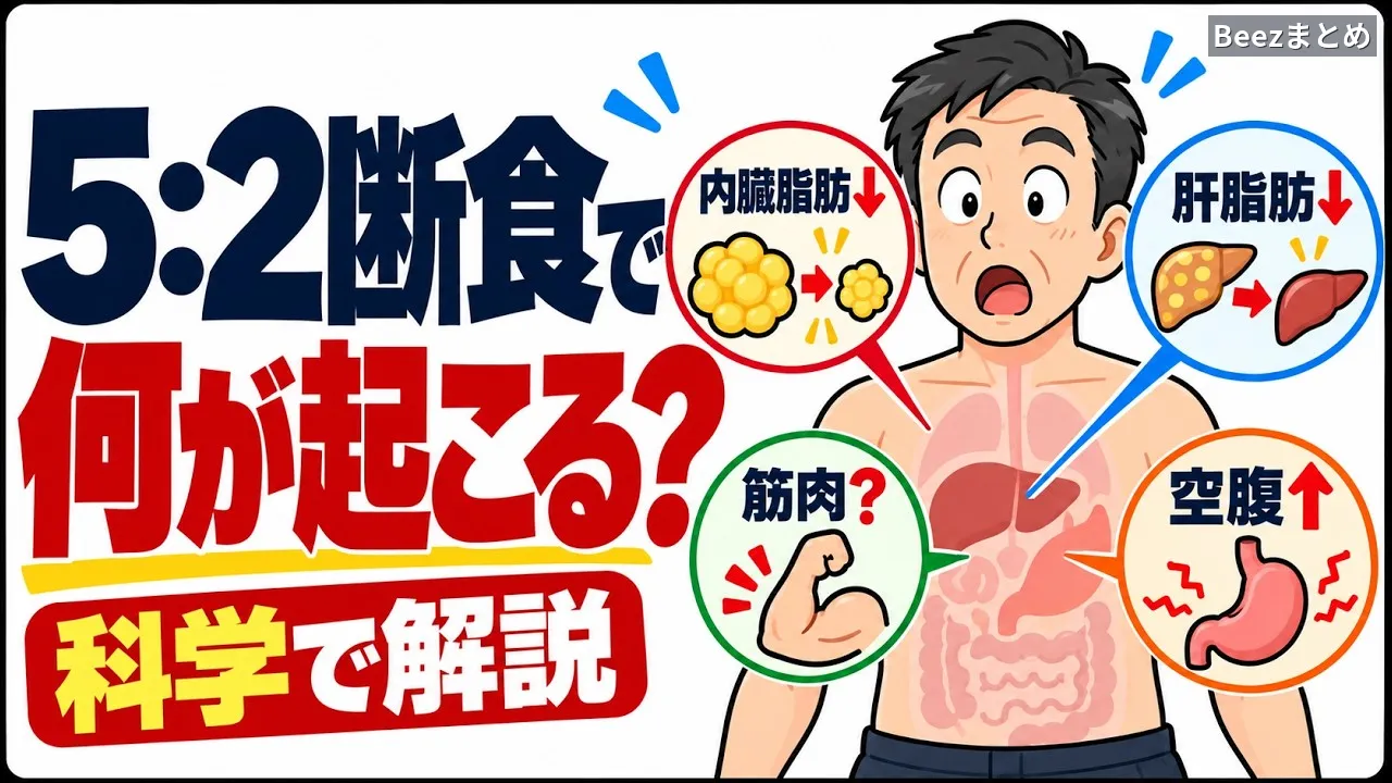 5:2断食で内臓脂肪は減る？毎日減らす方法と研究で比べて見えた、本当の違い