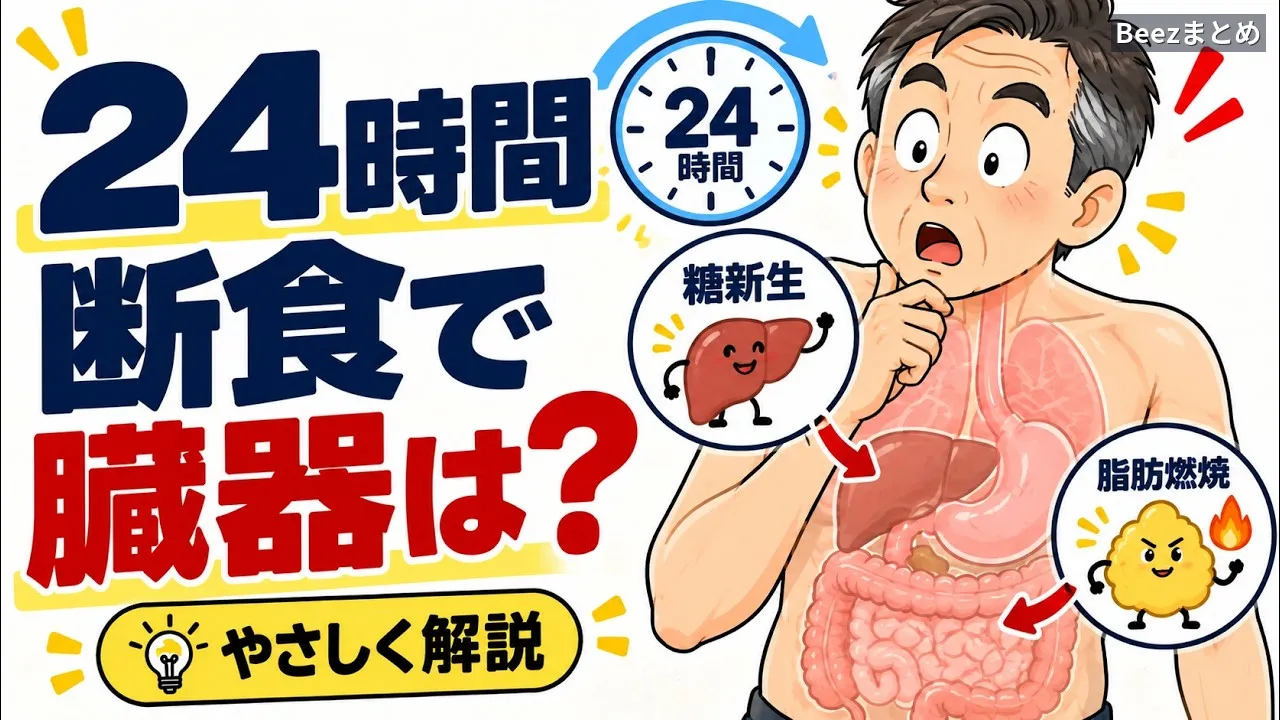 24時間断食で臓器は休まらない。時間ごとに変わる体内の仕事と16時間オートファジーの誤解