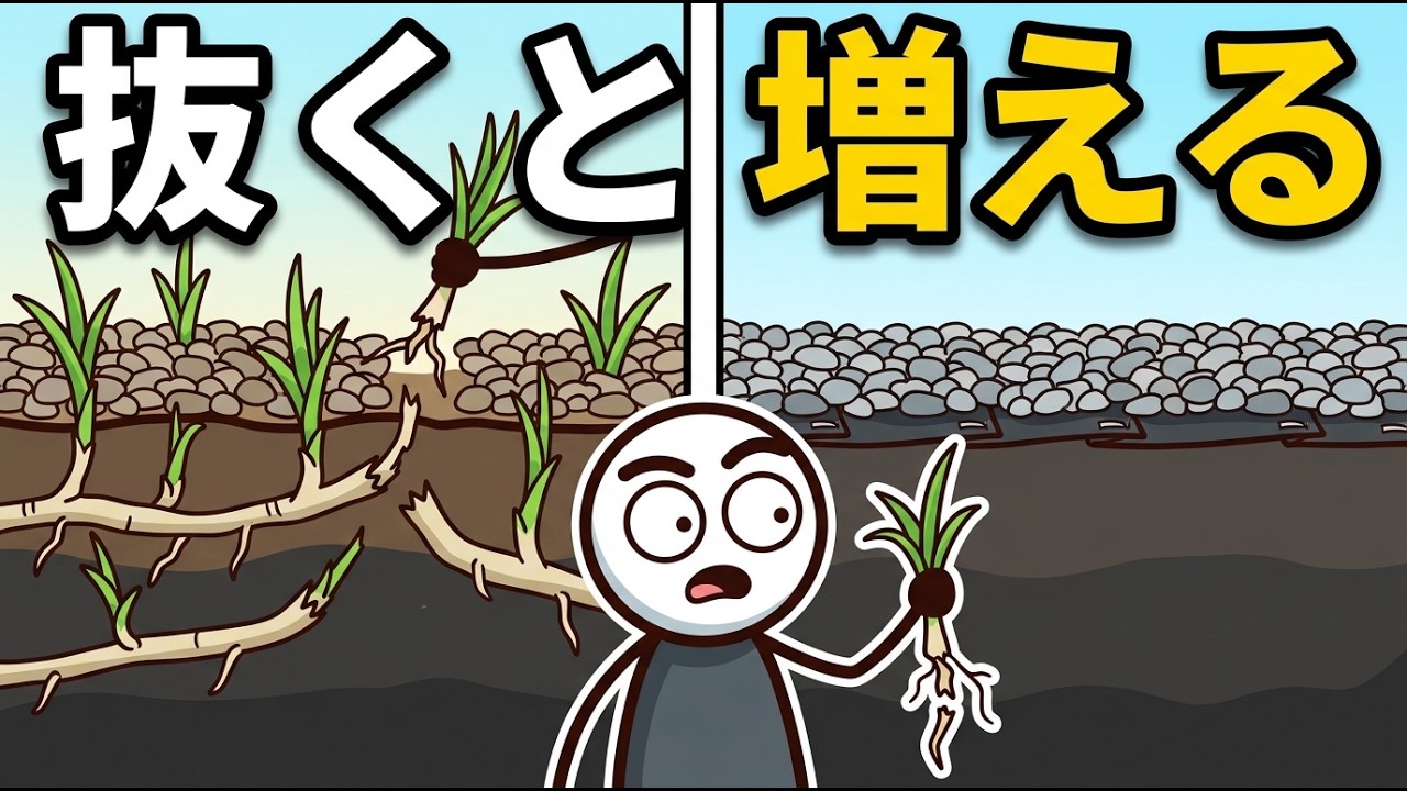 毎年同じ場所に雑草が生えるのはなぜ？手間を減らす草対策の順番と注意点